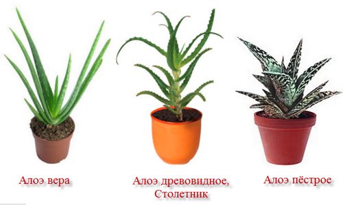 Виды алоэ
