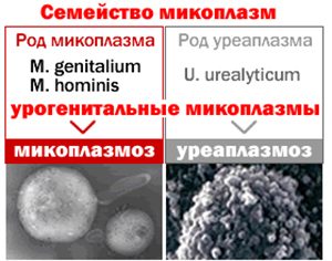 Семейство микоплазм