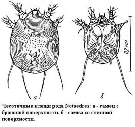Чесоточные клещи