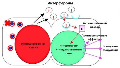 Действие интерферонов