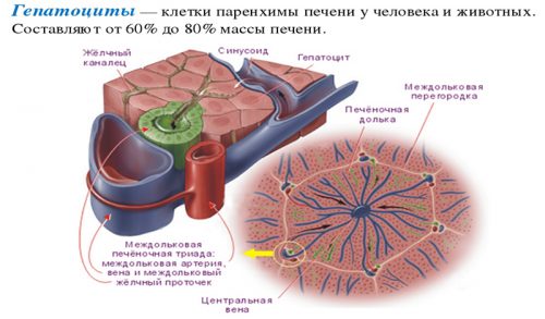 Строение гепатоцитов
