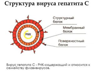 Структура вируса