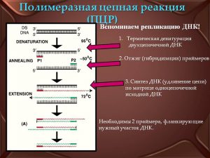 ПЦР-диагностика