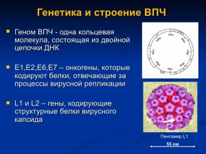 Генетика и строение ВПЧ