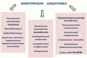 Микрофлора кишечника
