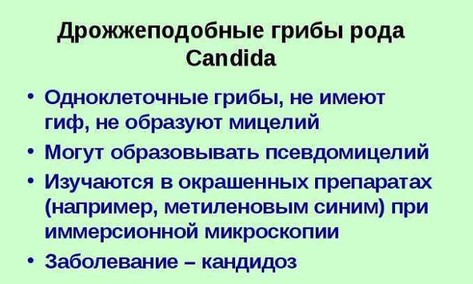 Возбудителями цистита могут быть условно-патогенные бактерии (грибки)