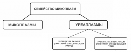 Классификация уреаплазм