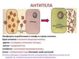 Выработка антител