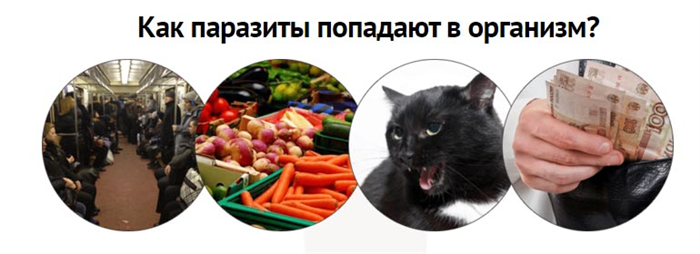 Как паразиты попадают в организм