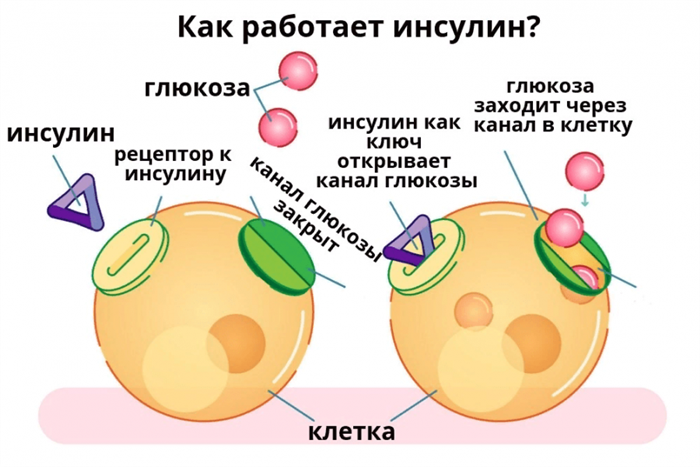 Как работает инсулин