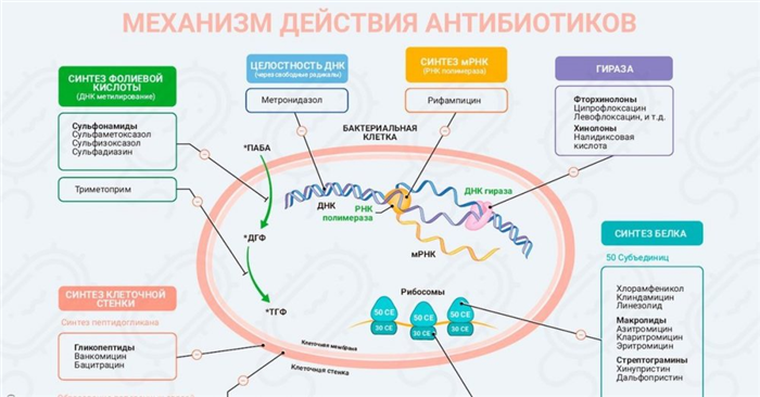 Механизм действия антибиотиков