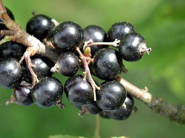 Ингредиенты для вина из черной смородины