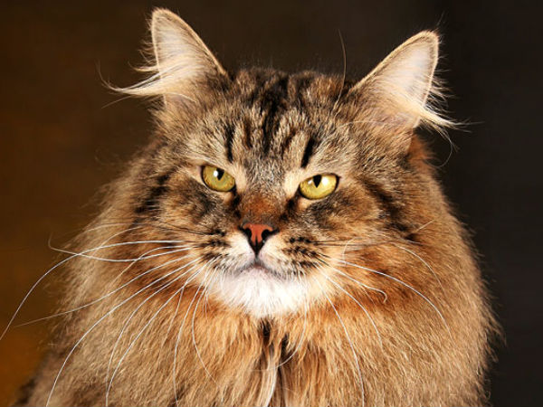 Сибирский кот