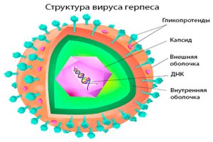 Структура вируса герпеса