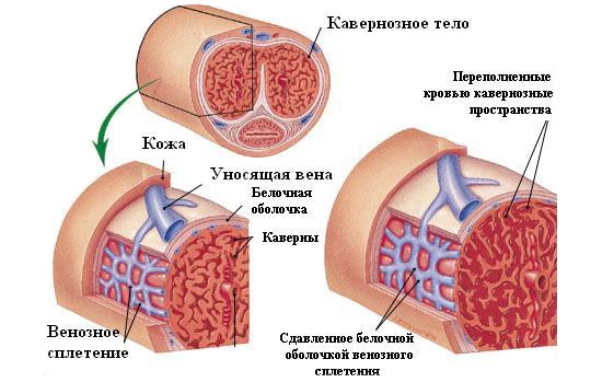 Приток крови к пенису