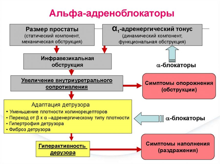 Действие альфа адреноблокаторов