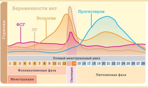 Боли при цистите усиливаются в первый день месячных