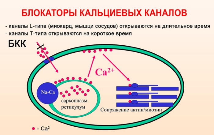 Блокаторы кальциевых каналов
