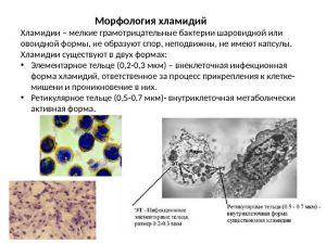 Морфология хламидий