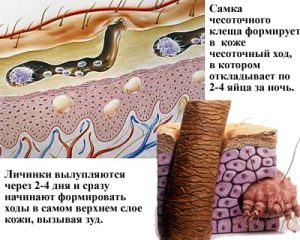 Жизнедеятельность клеща
