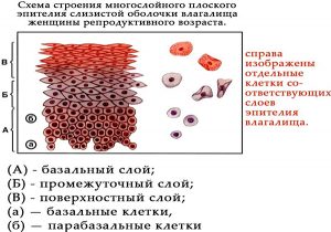 Эпителий влагалища
