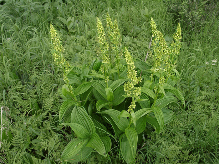 Кукольник
