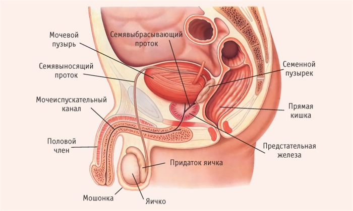 Мочеполовапя система мужчины