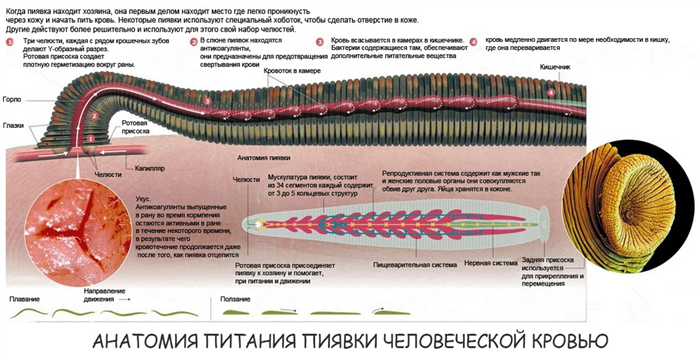 Как питается кровью пиявка