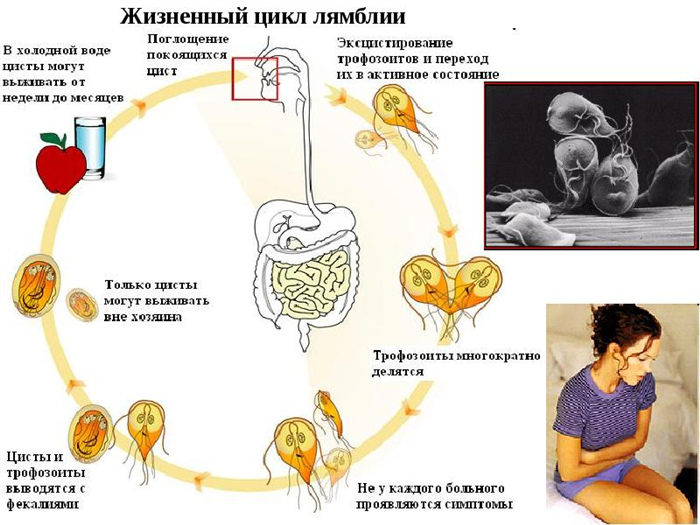 Жизненный цикл лямблии