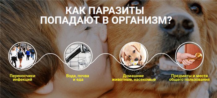 Как паразиты попадают в человека