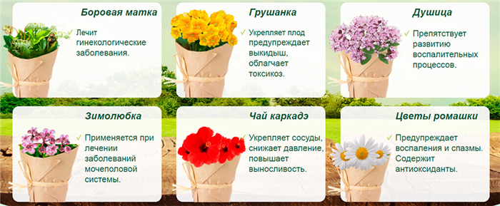 Состав сбора Серафимы