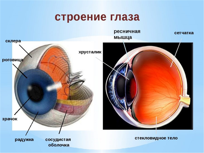 Строение глаза
