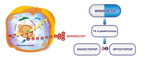 Механизм действия Флюкостата