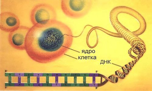 Строение вируса