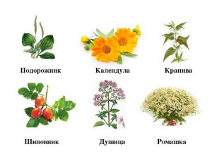 Лекарственные травы