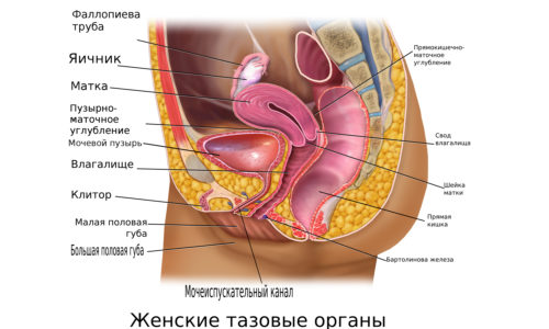 Негативные симптомы при цистите наиболее характерны для женщин, нежели для мужчин, так как их уретра более короткая и широкая, что облегчает занесение инфекции в мочевой пузырь