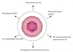 Передача цитомегаловирусной инфекции