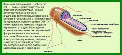 Кишечная палочка