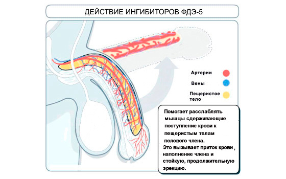 Действие ингибиторов ФДЭ-5