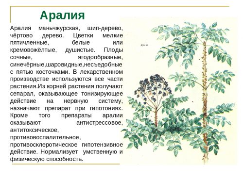 Польза аралии маньчжурской