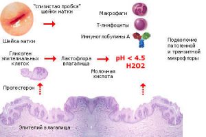 Функции нормальной микрофлоры