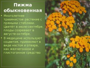 Особенности пижмы