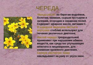 Лекарственное растение череда