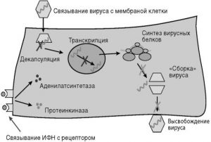 Противовирусное действие интерферона