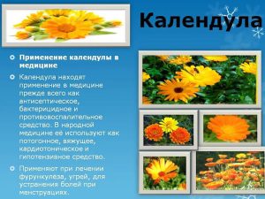 Применение календулы