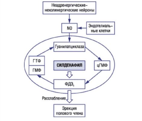 Схема действия Силденафила