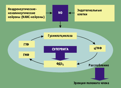 Схема действия препарата Супервига