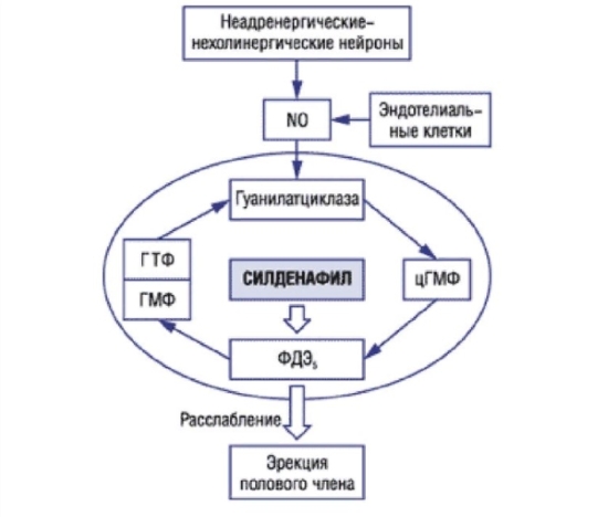 Схема действия Силденафила