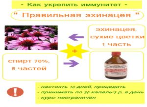Рецепт настойки эхинацеи