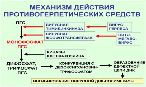 Действие противогерпетических средств